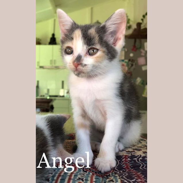 Photo of Angel