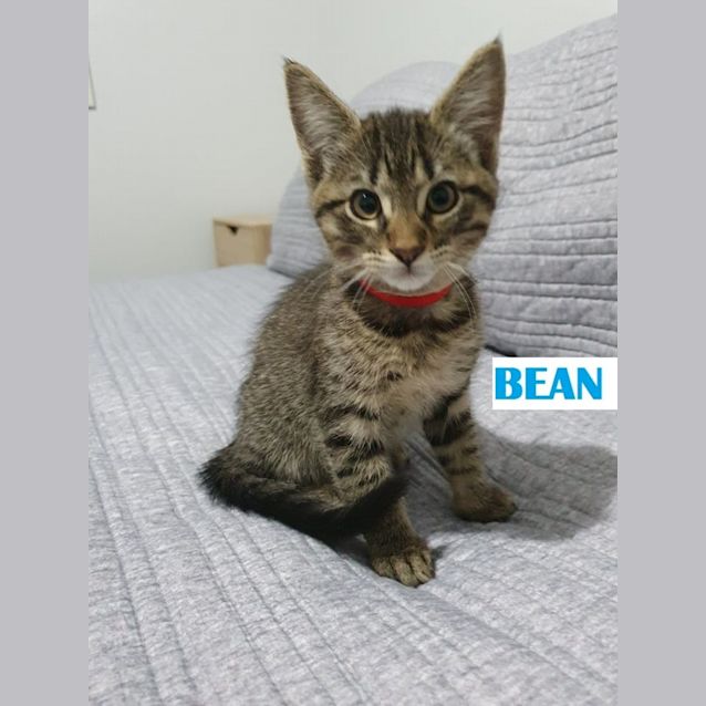 Photo of Bean