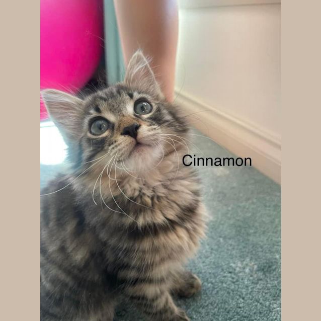 Photo of Cinnamon