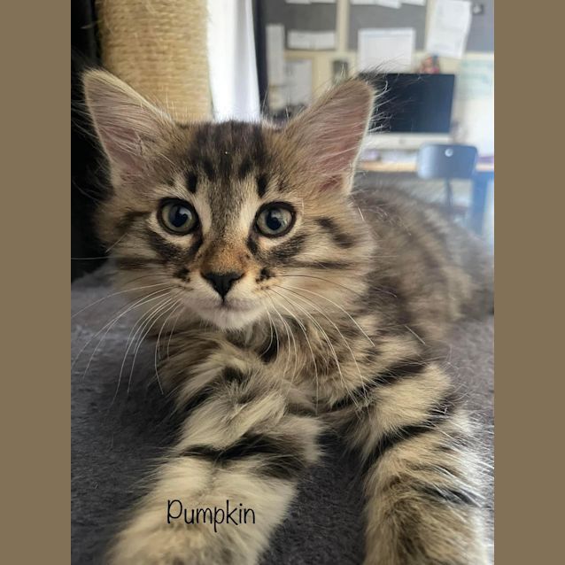 Photo of Pumpkin