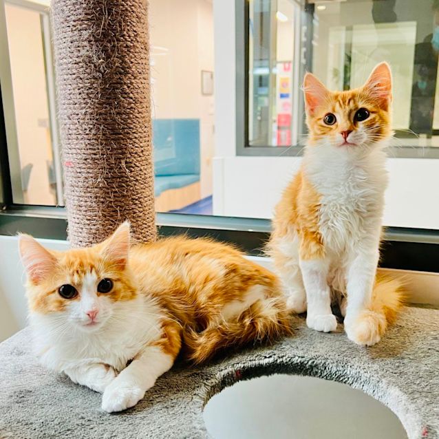 Photo of Fred & George