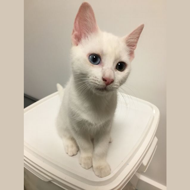 Photo of Minty 