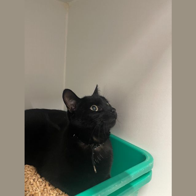 Photo of Willow