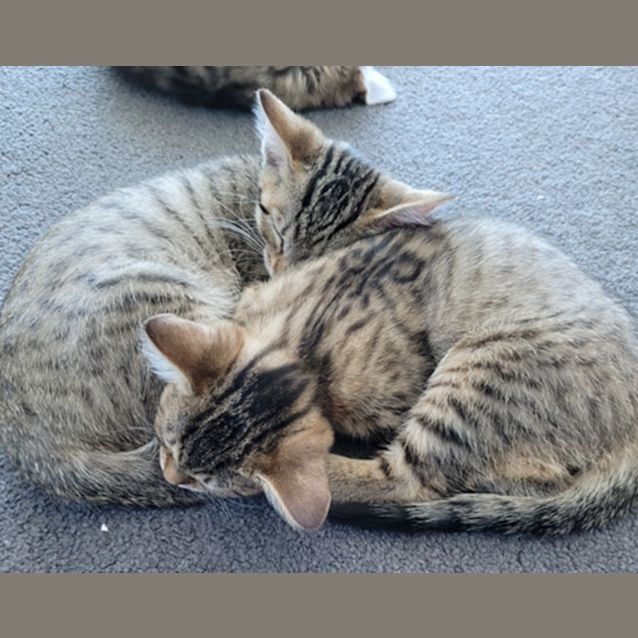Photo of Luna And Lynx