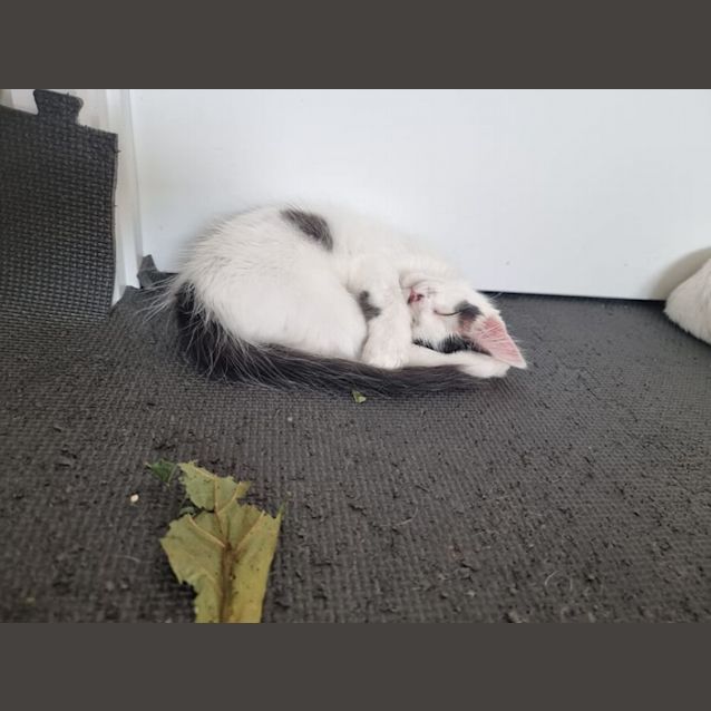 Photo of Cookie