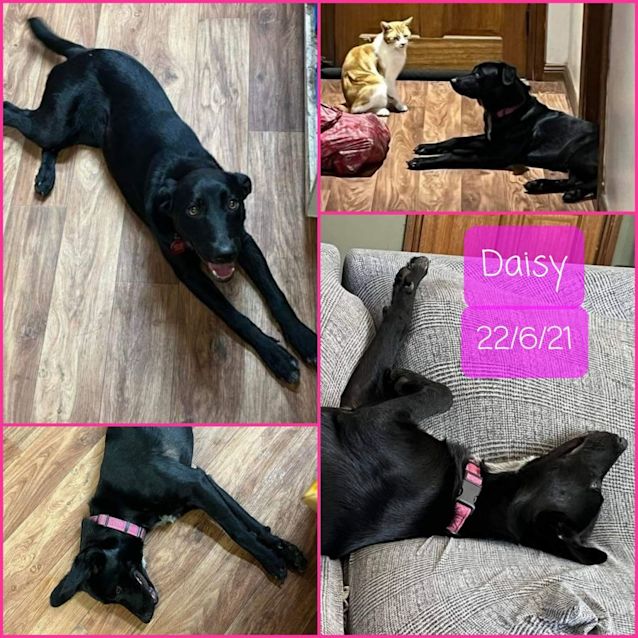 Photo of Daisy