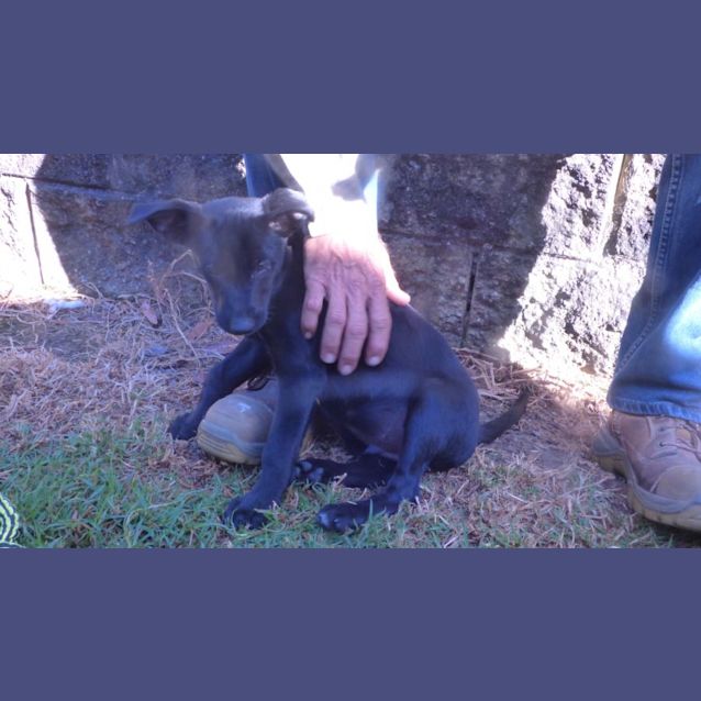 Photo of Kelpie X Boarder Collie Pups