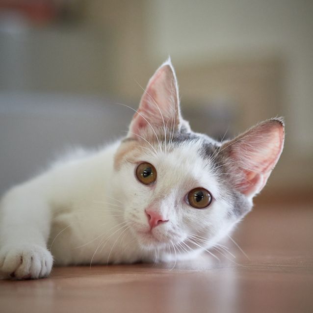 Photo of Jellybean