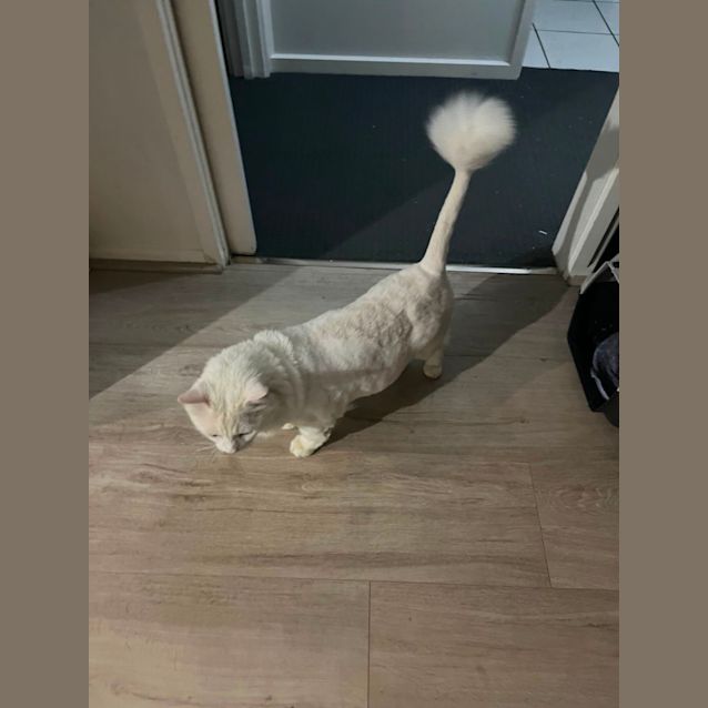 Photo of Prince Alfie Pom Pom *9 Lives Project*