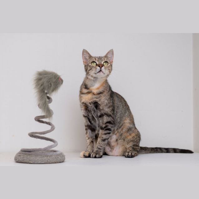 Photo of Annabelle*2nd Chance Cat Rescue**