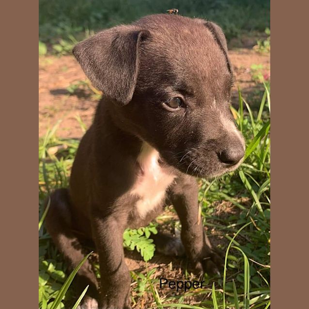 Photo of Pepper