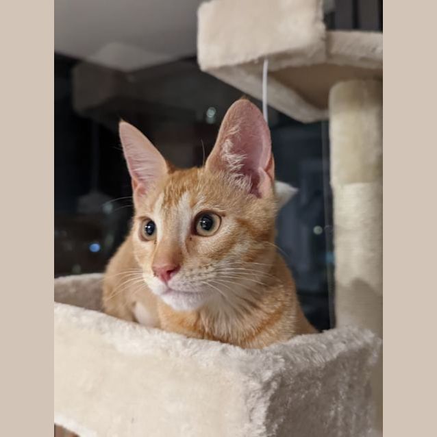 Photo of Tiger & Gingin