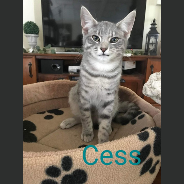 Photo of Cess