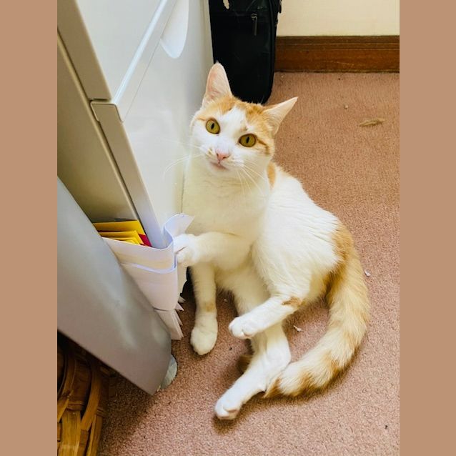 Photo of Toast The Super Snuggler