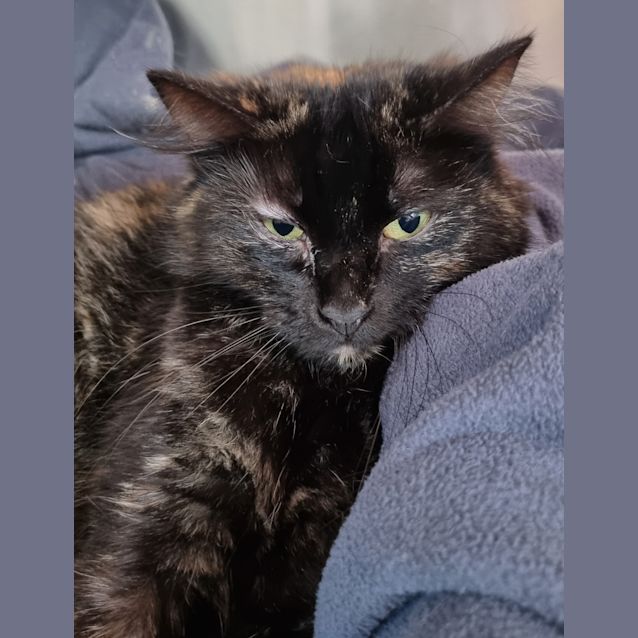Photo of Daisy 