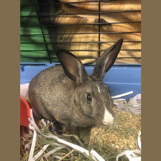 Photo of Neville