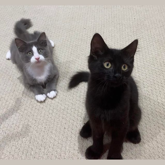 Photo of Sirius & Hagrid Moto