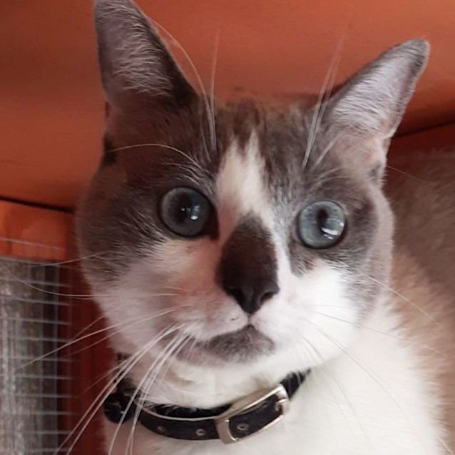 Photo of Lulu