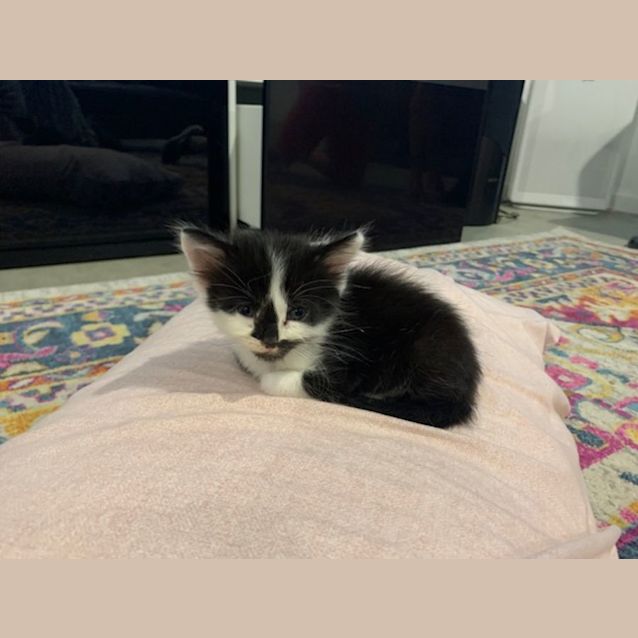 Photo of Oscar