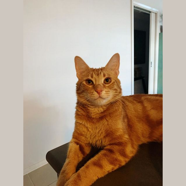Photo of Tiger