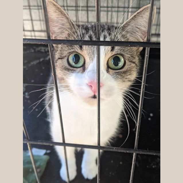 Photo of Flower (And Petal)