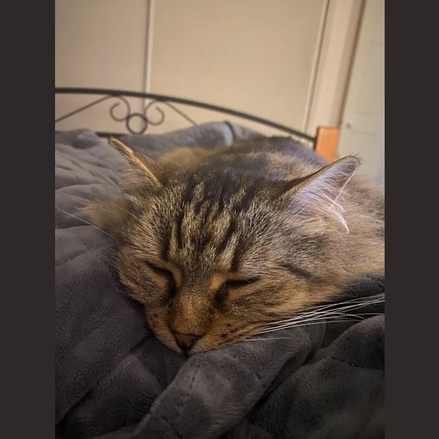 Photo of Gracie