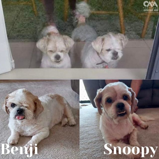 Photo of Benji And Snoopy