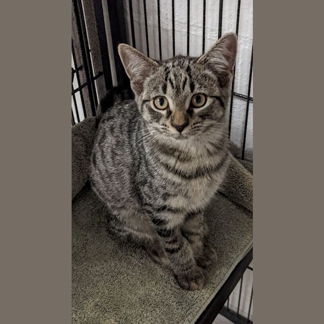 Photo of Hansel And Gretel