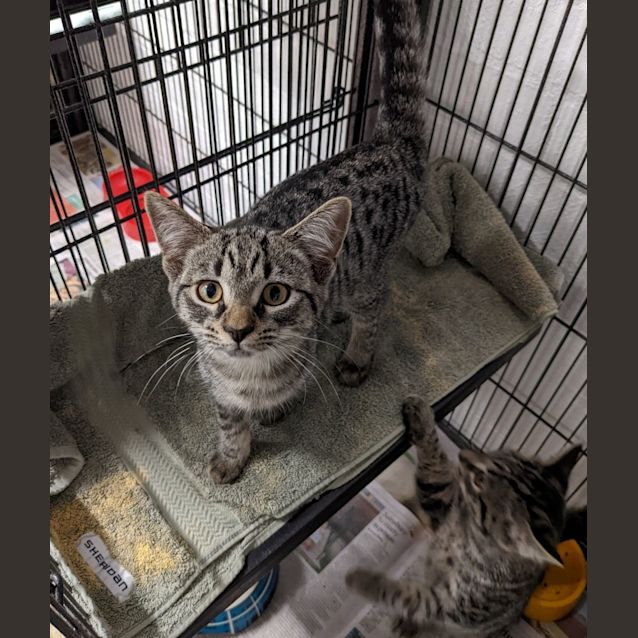 Photo of Hansel And Gretel