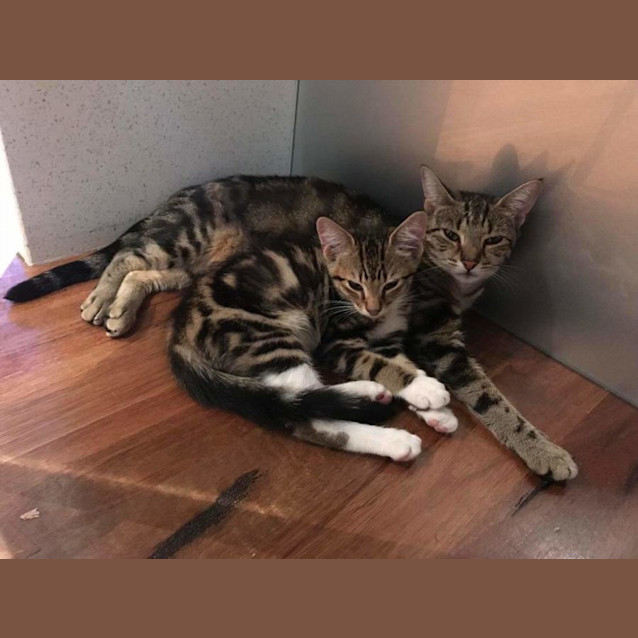 Photo of Liona And Mike 🌹🐈‍⬛