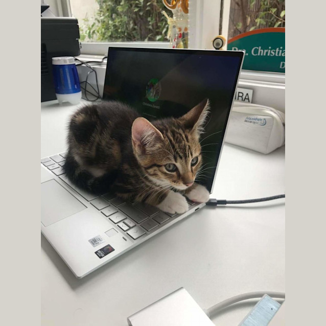 Photo of Liona And Mike 🌹🐈‍⬛