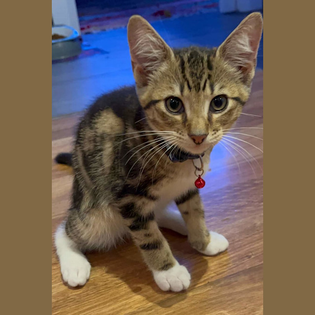 Photo of Liona And Mike 🌹🐈‍⬛