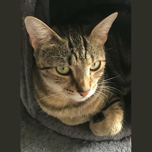 Photo of Liona And Mike 🌹🐈‍⬛