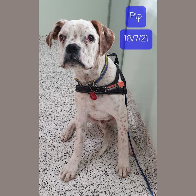 Photo of Pip