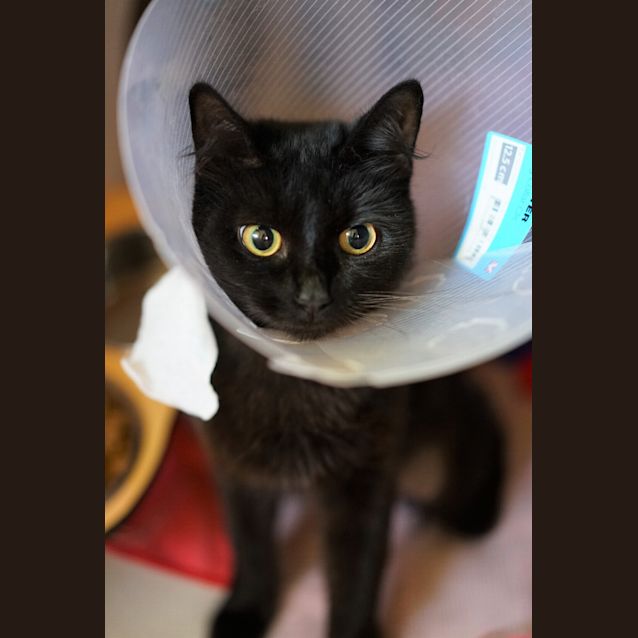 Photo of Gretel
