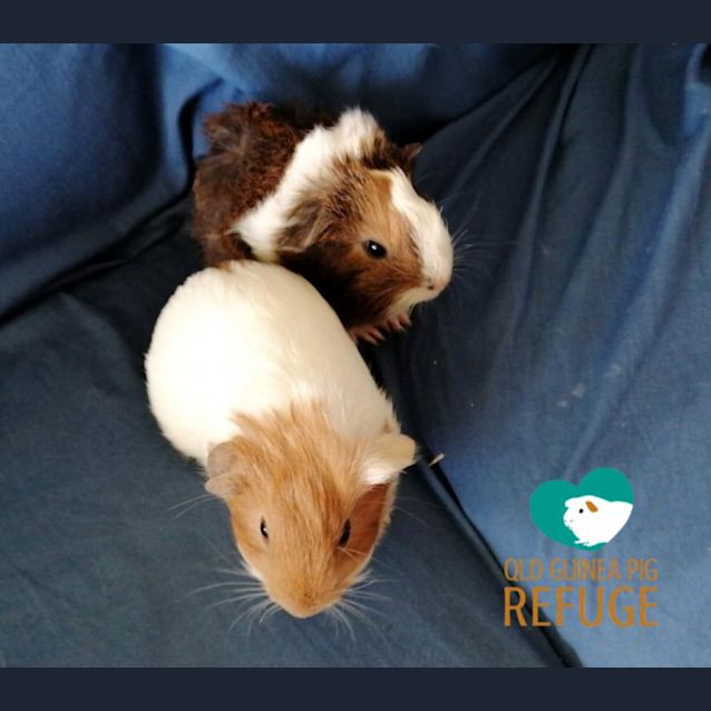 Photo of Azura And Micah (Unsuitable For Children Under 12)
