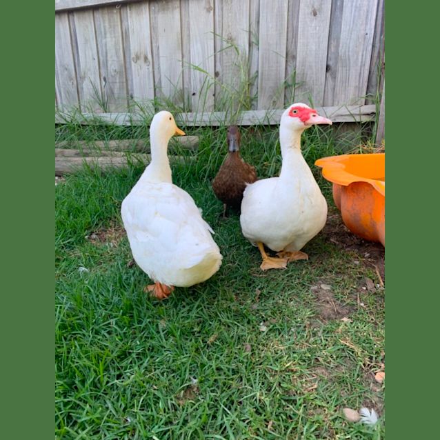 Photo of Pearl, Carmen And Dr Quacktopus 