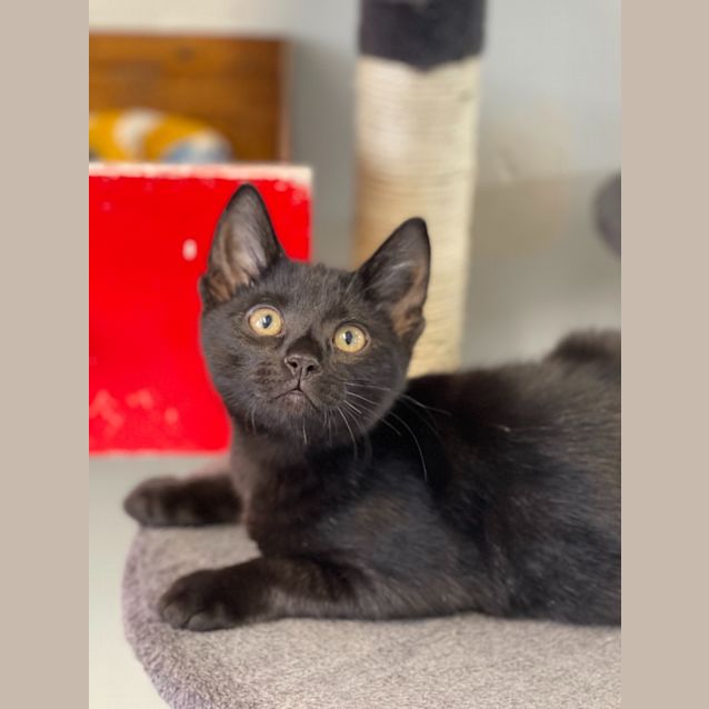 Photo of Moses