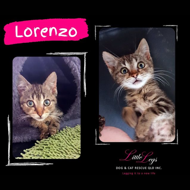 Photo of Lorenzo