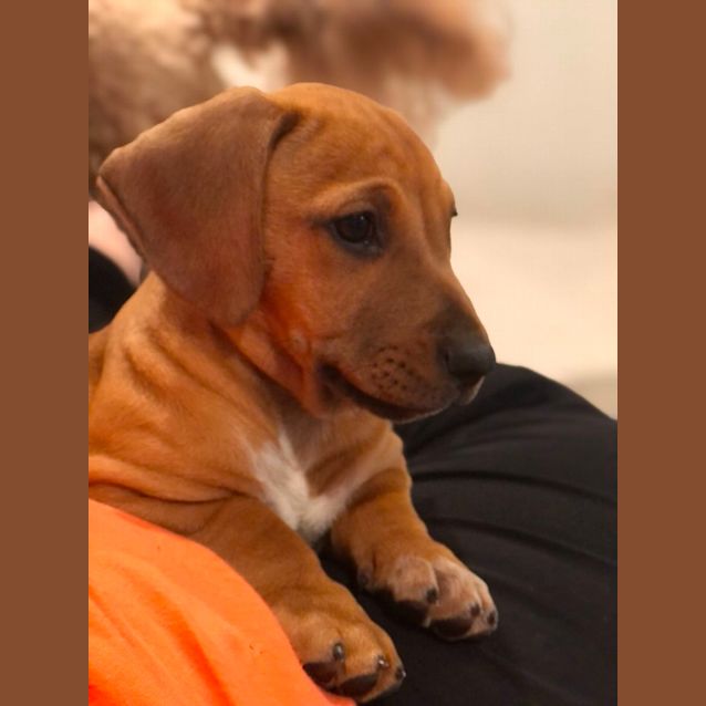 Photo of Iggy ~ Dachshund X Mastiff Puppy(on Trial 3/3/22)