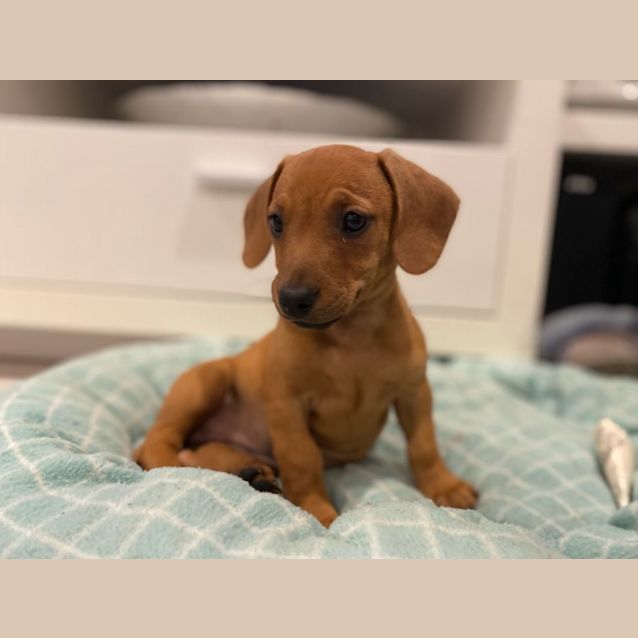 Photo of Isobel ~ Dachshund X Mastiff