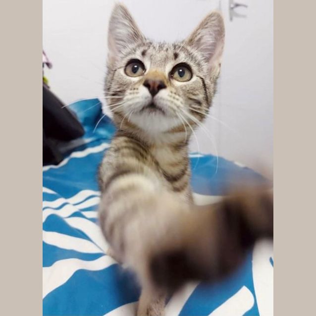 Photo of Gypsy