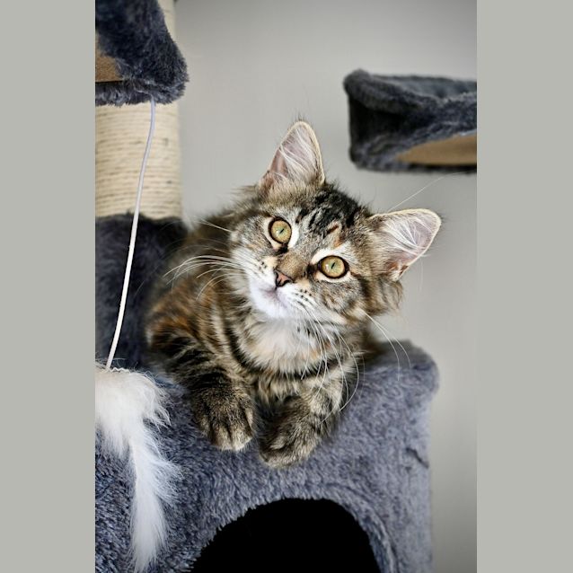 Photo of Juliet (Was July)