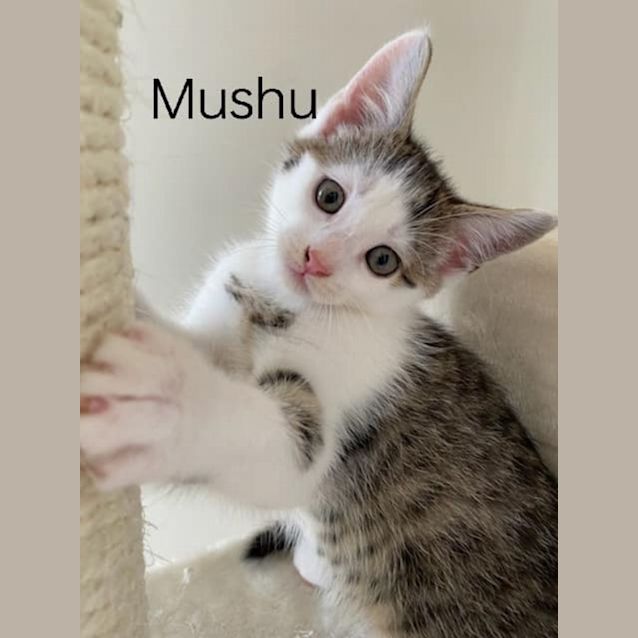 Photo of Mushu