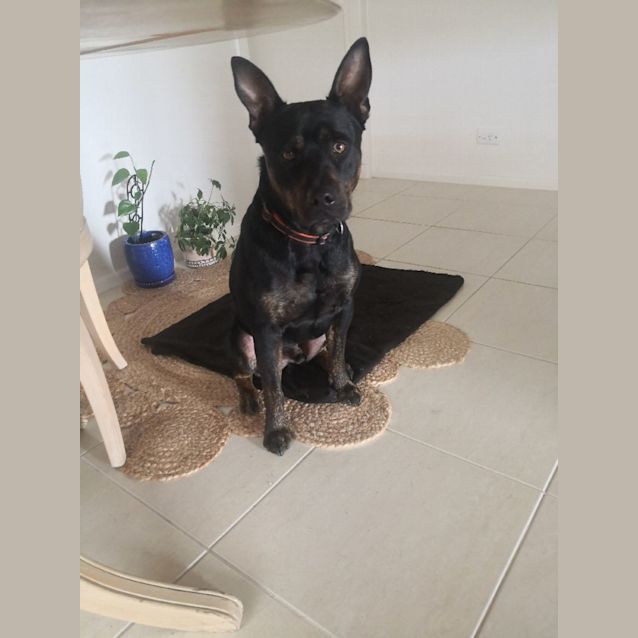 Photo of Buster 