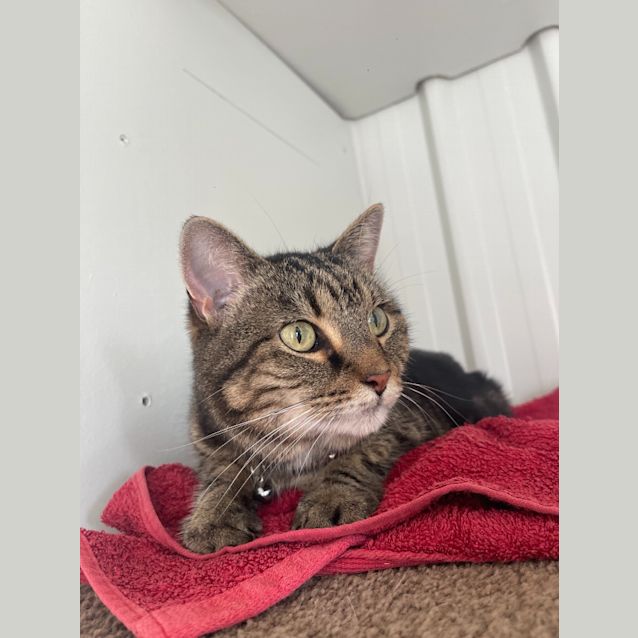 Photo of Puss Puss