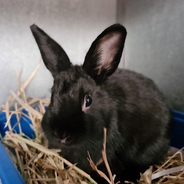 Photo of Cookie 