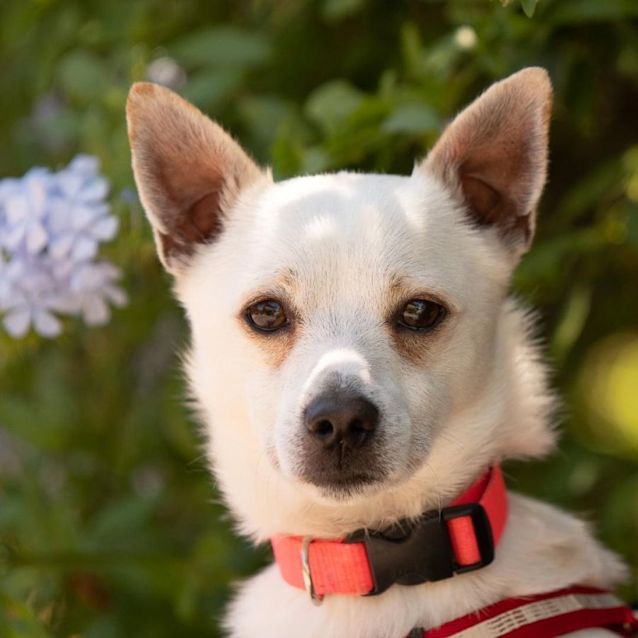 Photo of Milou 