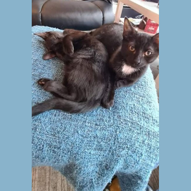 Photo of Cleo