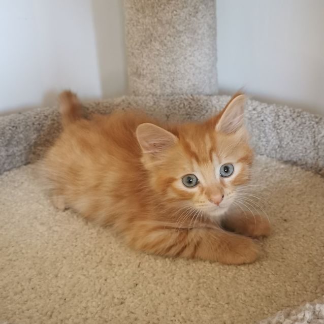 Photo of Blaze & Flame Dan